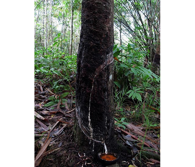La poalele Muntilor Meratus, in drum spre catunele din bazinul Raului Alai trecem prin plantatii de arbori de cauciuc. Impreuna cu plantatiile de palmier de ulei, arborii de cauciuc strang tot mai puternic cercul in jurul peticelor de padure virgina ce au mai ramas in Kalimantan.
