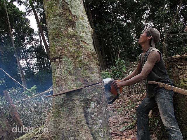 Din banii facuti lucrand ca zilier la exploatarile de diamante din Sudul Kalimantanului, unul dintre satenii din Juhu si-a cumparat o drujba pe care o da cu imprumutul la cine are nevoie in sat. Sensibili la promisiunile de a scoate bani din cauciuc, unii sateni au inceput sa-si pregateasca terenul pentru plantatiile de arbori de cauciuc.