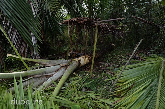 Sago – palmierul care asigura mancarea si adapostul pentru mii de comunitati din Maluku si Papua. Din trunchiul lui se face faina pe care oamenii din satele izolate de acolo o mananca si de 3 ori pe zi. Casele lor au peretii din cotoarele de frunzelor de sago si acoperisul din frunze de sago.