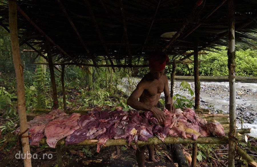 La tabara, Buang aseaza carnea cassowary-ului in afumatorie.