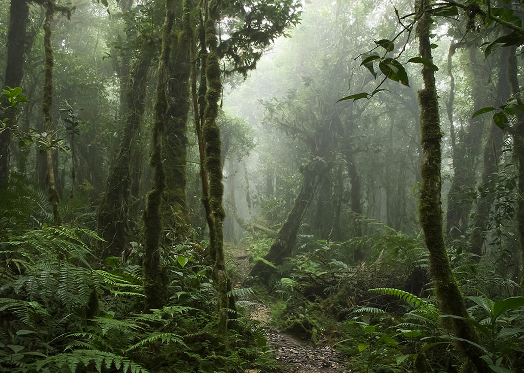 BORNEO – Pădurile cu stafii ale dayakilor