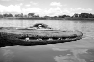 Pukpuk – crocodile hunters on Sepik River (West Sepik, PNG)